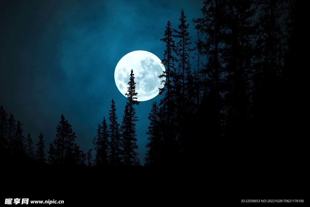 森林月圆之夜