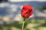 一枝红色玫瑰花