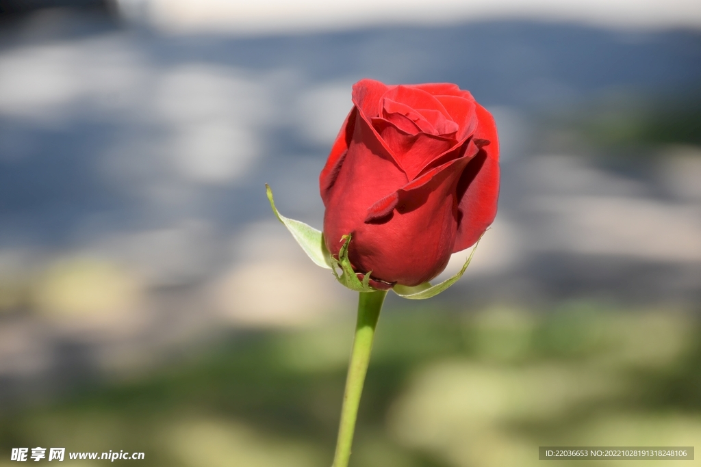 一枝红色玫瑰花