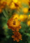 野生大花金鸡菊