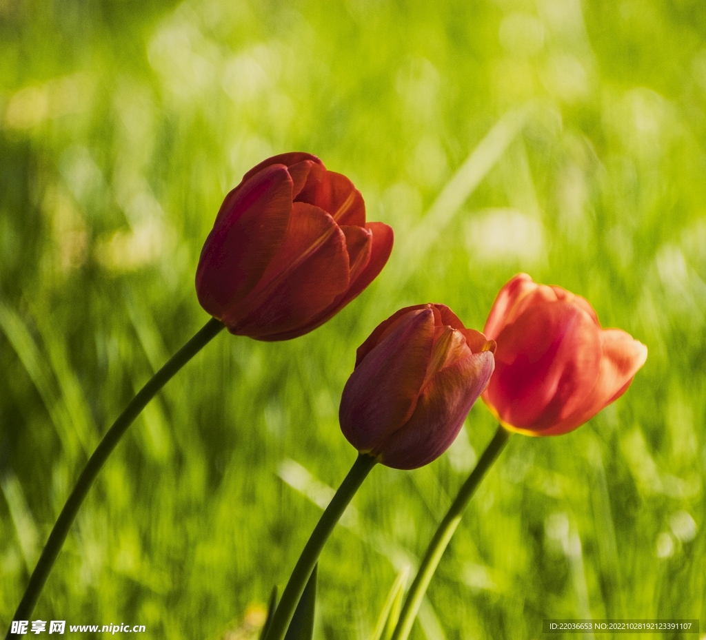 草地盛开的红色郁金香花