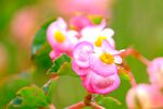 粉色齿苞秋海棠花