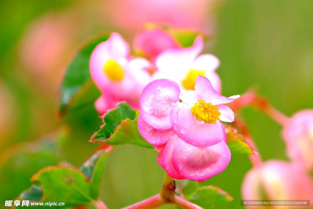 粉色齿苞秋海棠花