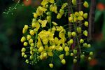 黄色决明子花