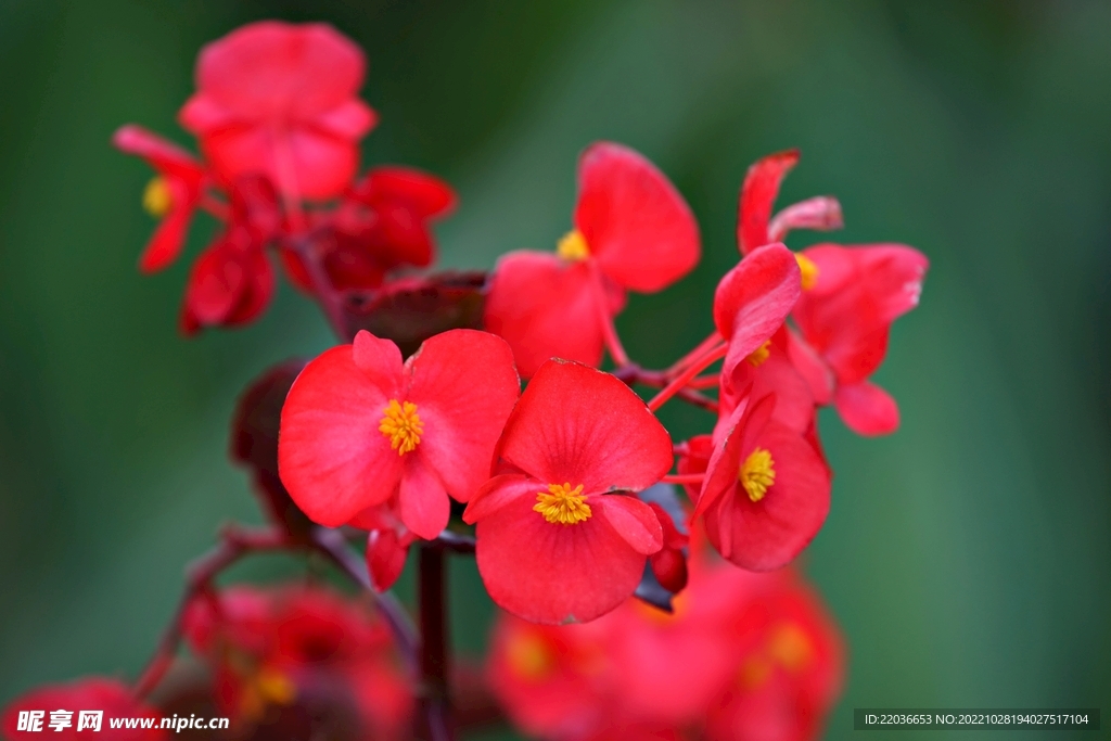 红色小叶海棠花