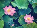 唯美荷花