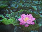 菡萏莲花