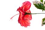 扶桑花