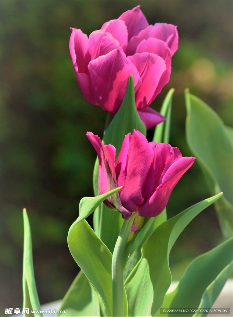 玫红色郁金香花朵盛开