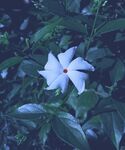 白色野生茉莉花