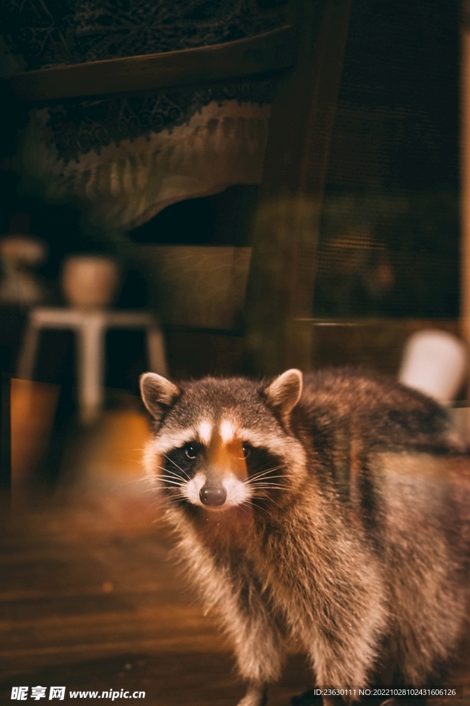 小浣熊