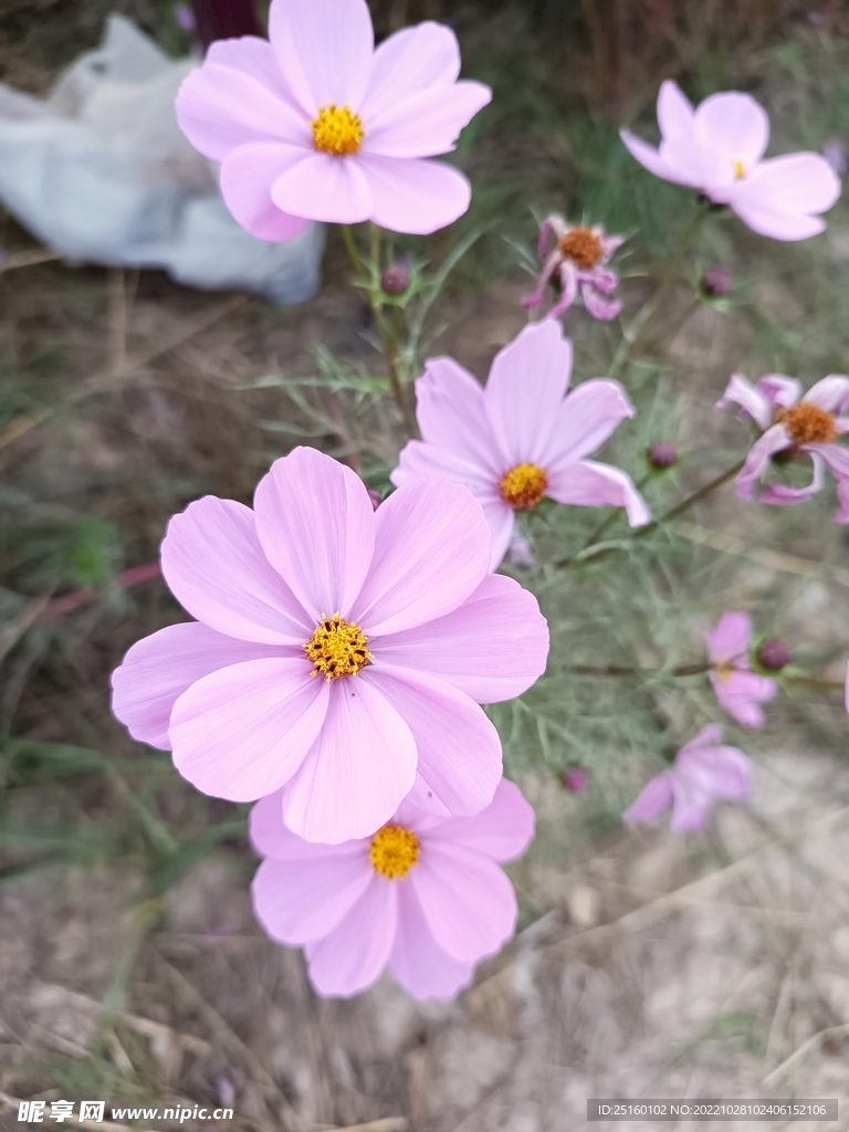 格桑花