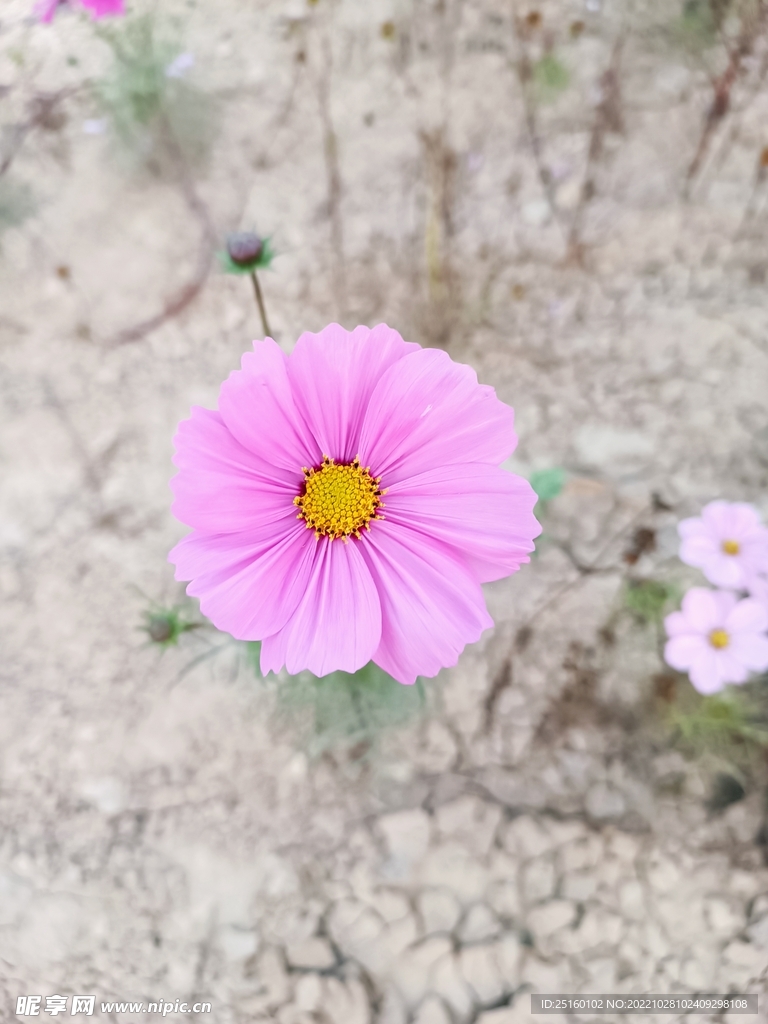 格桑花