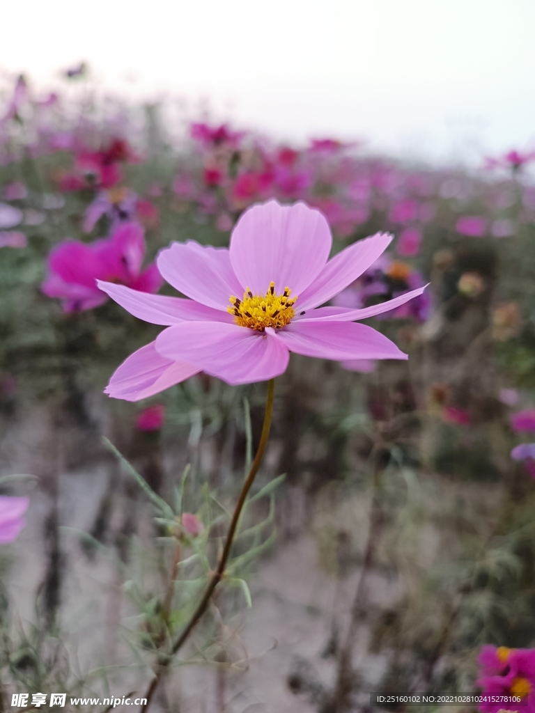 格桑花