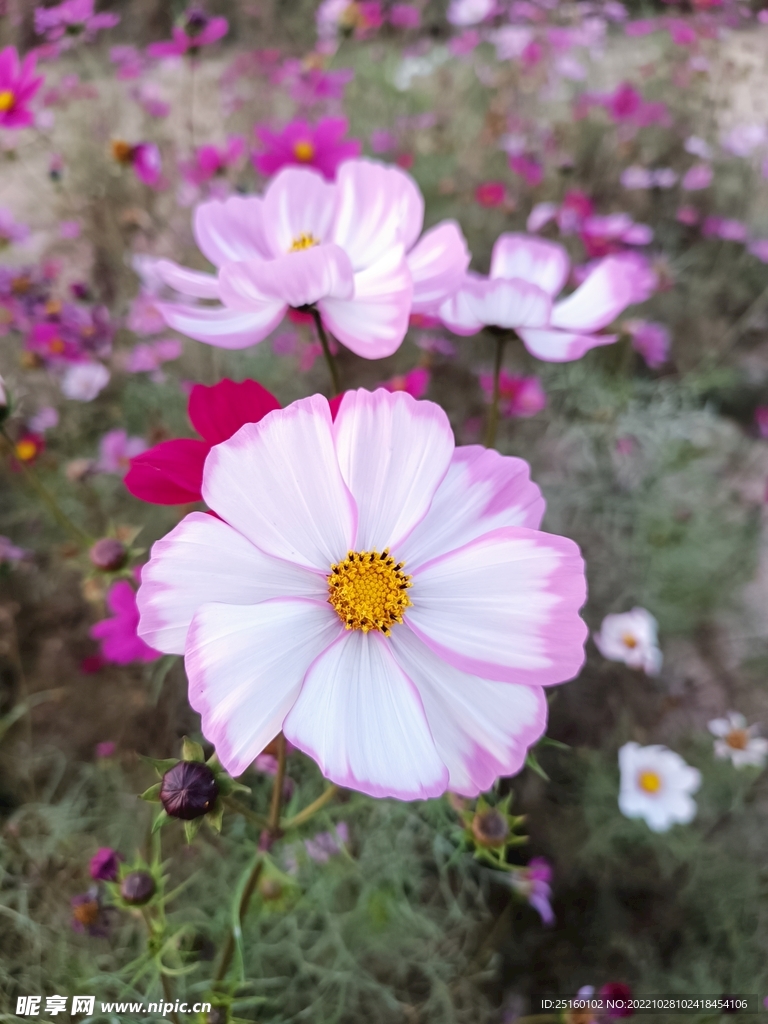 格桑花 