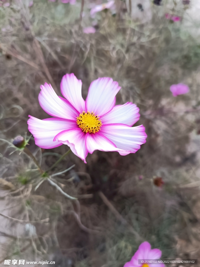 格桑花