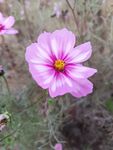 格桑花 