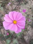 格桑花