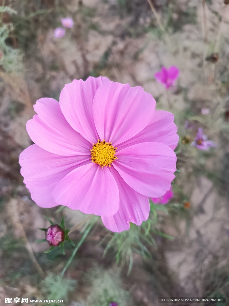 格桑花