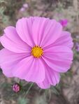 格桑花 