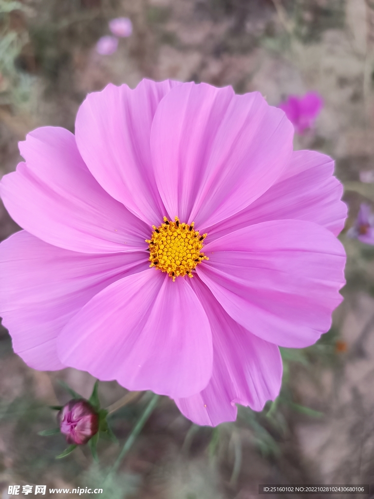 格桑花 