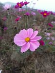 格桑花