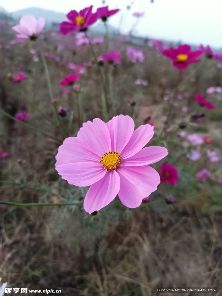 格桑花