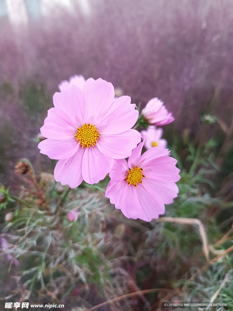格桑花