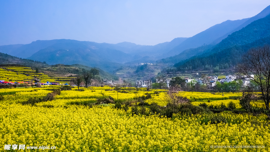 乡村油菜花田