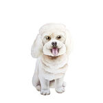 狗