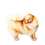 狗