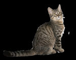 猫