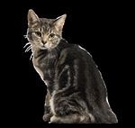 猫