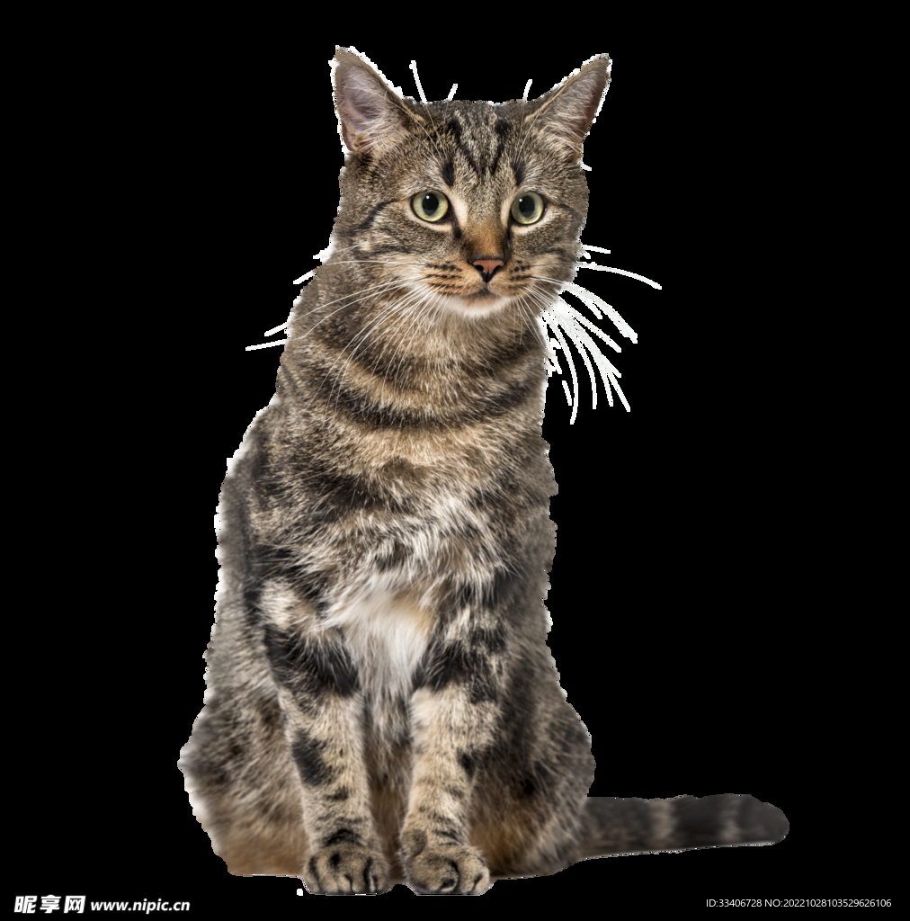 猫