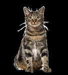 猫