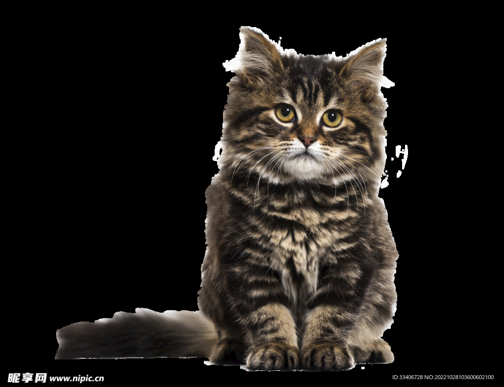 猫