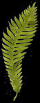 草
