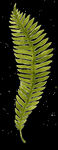 草