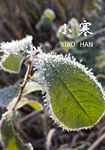 小寒