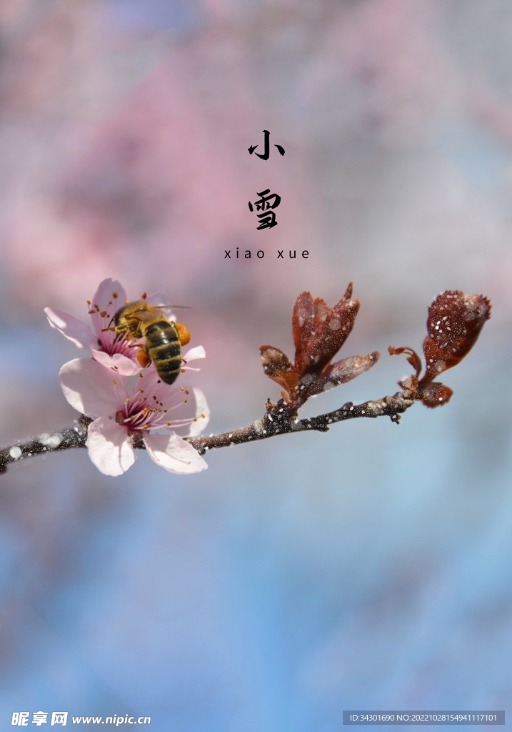 小雪