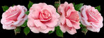 高清横幅玫瑰花