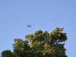飞机飞过树叶