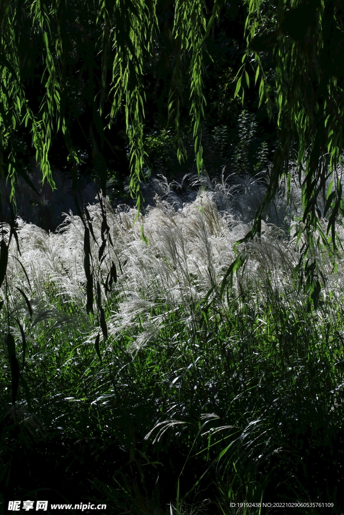 芒草风景  