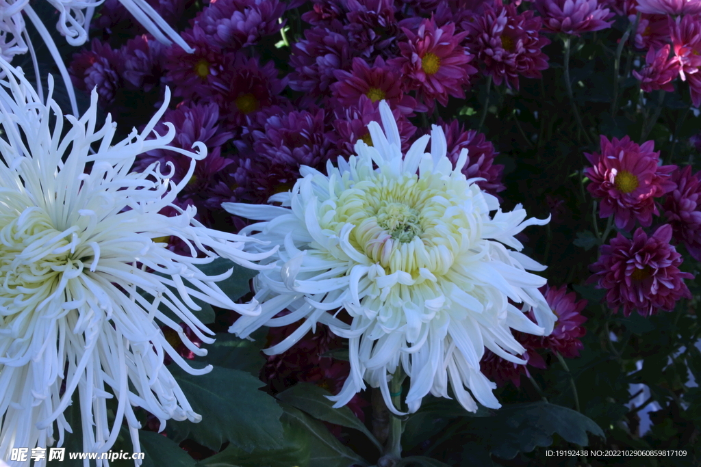 菊花