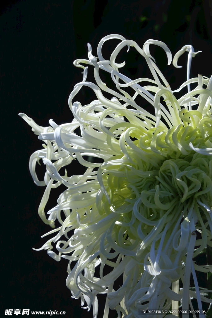 菊花
