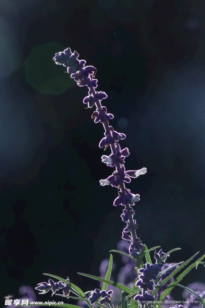 鼠尾草 