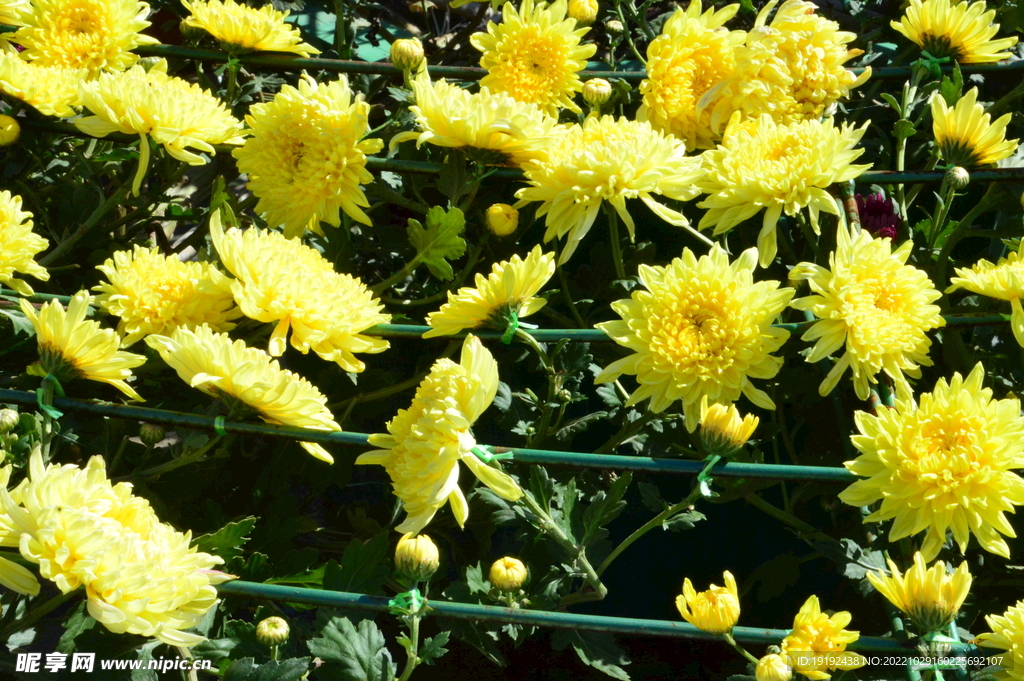 菊花 