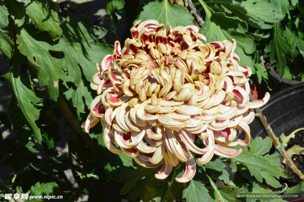 菊花  