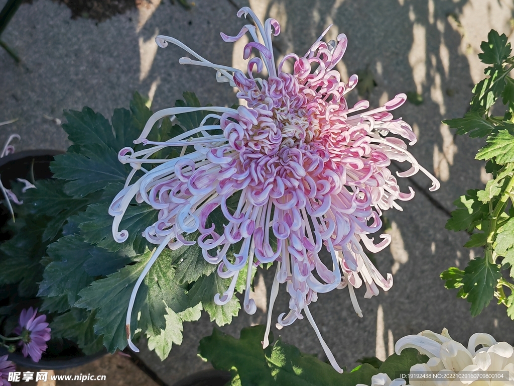 菊花