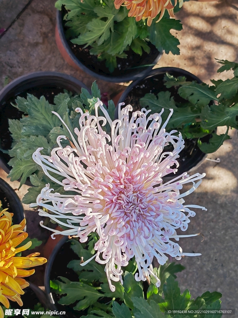 菊花